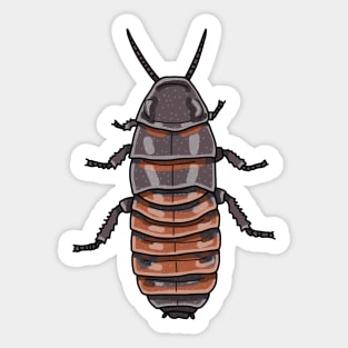 madagascar hissing cockroach (Gromphadorhina portentosa) Sticker